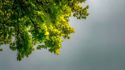 Fresh, vibrant green leaves of a tree canopy against a pale gray sky, showcasing a light and airy composition.