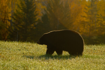 Black Bear in autumn leaves taken in central MN