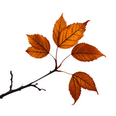 Fototapeta premium Bare Branch with Last Three Amber Leaves Moody Autumn Vibe Photographic Detail PNG