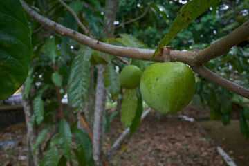 Canistel, Sawo mentega, Pouteria campechiana, egg fruit hanging on its tree