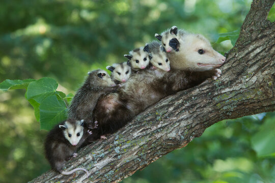 Virginia Opossum mother with babies