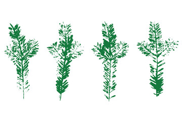 Natural Spruce needles imprint, Grunge style, Vector, Isolated, Decorative elements for design