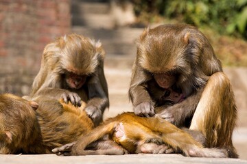 Monkey Family Grooming Behavior Social Interaction Primates Natural Environment