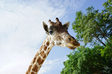 head giraffe in the wild