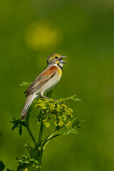 Dickcissel male singing on flower taken in southern MN