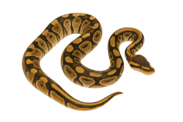 ball python snake isolated on transparent background.