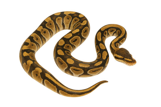 ball python snake isolated on transparent background.