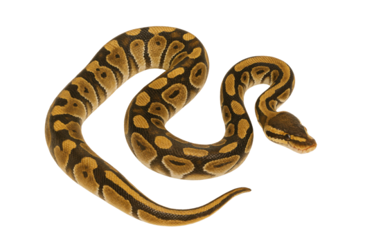 ball python snake isolated on transparent background.