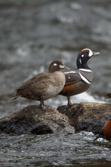 Harlequin Duck female and male  male taken in Yellowstone NP