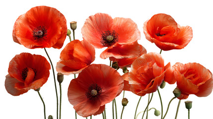 Obraz premium red poppies isolated on white