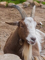 Brown and White Goat Resting Peacefully in a Farm Environment, Animal Portrait