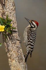 Ladder-backed Woodpecker adult male taken in SE Arizona