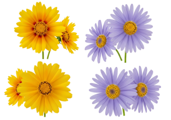 set of daisies