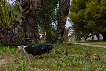 Muscovy duck with ducklings walking through the grass in a park setting