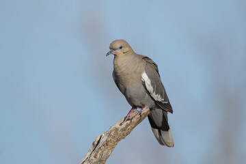 White-winged Dove taken in SE Arizona