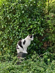 Spotted cat perched on a brick pillar amidst lush green foliage, looking alert and watchful in a natural outdoor setting
