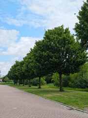 Row of green trees along a brick path under a cloudy sky, providing shade and a scenic view