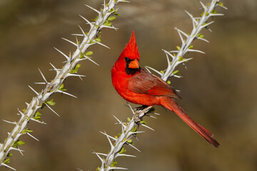 Northern Cardinal taken in SE Arizona