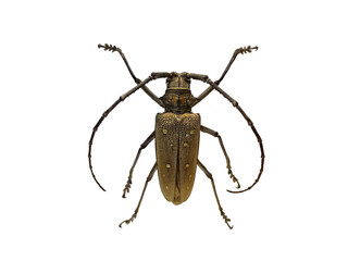 Longhorn beetle isolated on white background.