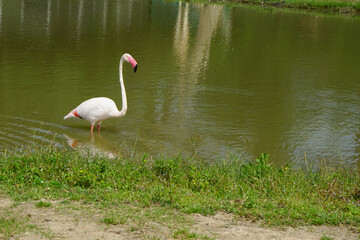 pink flamingo in the pond