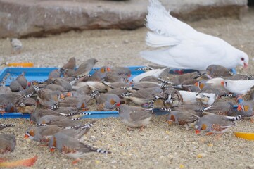 小鳥のあつまり