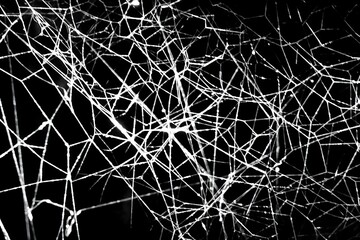 Abstract Spider Web Pattern in Black and White with Intricate Design