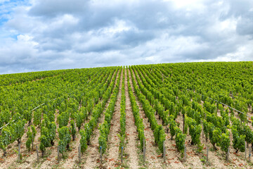 Green vineyard rows growing on hill in Chablis, France under cloudy sky