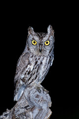 Western Screech-owl