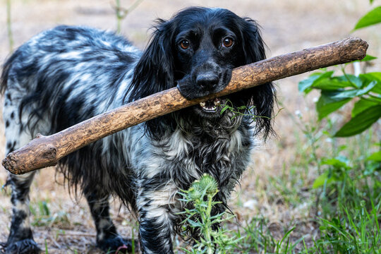 A young dog of the Russian Spaniel breed with a big stick in his teeth. The Russian Spaniel is the only gundog breed of Russian origin. The breed is recognized by the RKF, but not by the FCI.