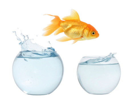 Goldfish Jumping from Small Bowl to Larger Bowl, Isolated on Transparent Background