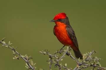 Vermillion Flycatcher adult male taken in SE Arizona