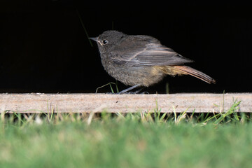 Rougequeue noir,Phoenicurus ochruros, Black Redstart