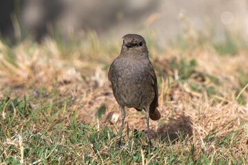 Rougequeue noir,
Phoenicurus ochruros, Black Redstart