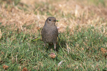 Rougequeue noir,Phoenicurus ochruros, Black Redstart