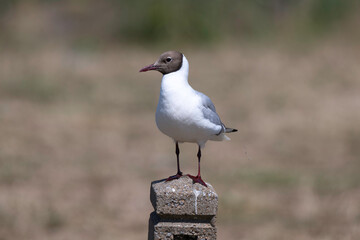 Mouette rieuse,Chroicocephalus ridibundus, Black headed Gull