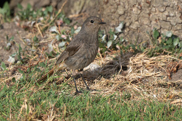 Rougequeue noir,
Phoenicurus ochruros, Black Redstart