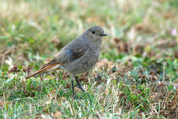 Rougequeue noir,Phoenicurus ochruros, Black Redstart