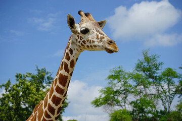 head giraffe in the wild