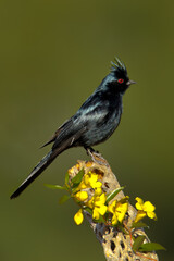 Phainopepla male taken in Tuscon AZ