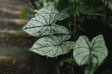 beautiful Caladium bicolor leaves on rainy 