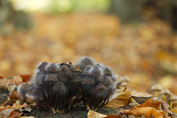 Mushrooms overgrown with small dark mushrooms, group of mushrooms on forest floor, mycelium surrounded by leaves in forest, close-up of mycelium, forest floor with colorful leaves