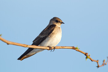 Northern Rough-winged Swallow taken in Tucson AZ