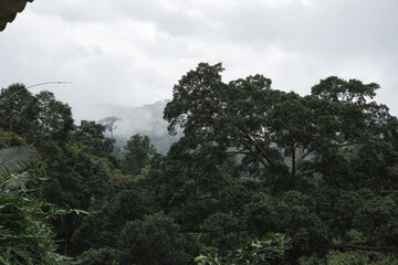 Beautiful greenery forest on rainy season at Chiang Dao, Chiang Mai province.
