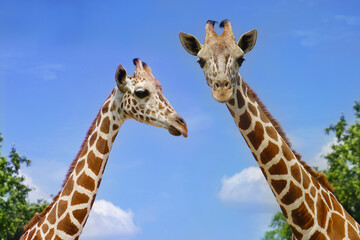 head giraffe in the wild