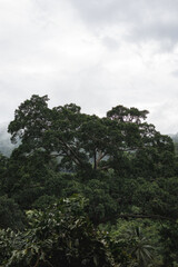 Beautiful greenery forest on rainy season at Chiang Dao, Chiang Mai province.