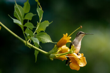 hummingbird on flower