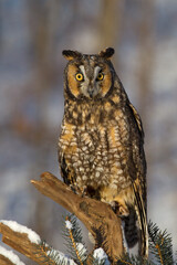 Long-eared Owl taken in central MN under controlled condtions