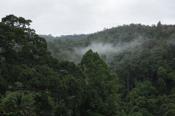 Beautiful greenery forest on rainy season at Chiang Dao, Chiang Mai province.