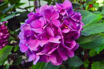 Vibrant Purple Hydrangea Bloom in Full Blossom
