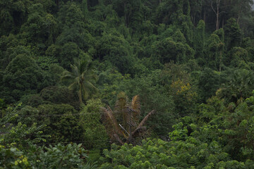 Beautiful greenery forest on rainy season at Chiang Dao, Chiang Mai province.